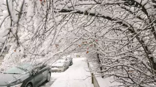 Упавшие деревья и ветки повредили 44 автомобиля в Алматы