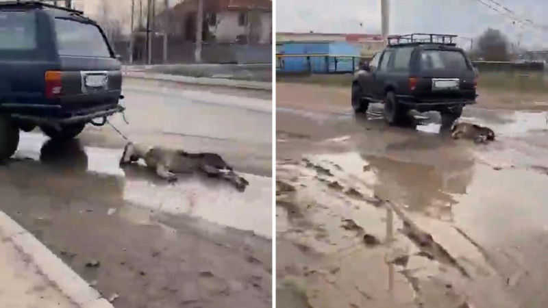 В Алматинской области задержали водителя, привязавшего труп собаки к машине
