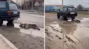 В Алматинской области задержали водителя, привязавшего труп собаки к авто