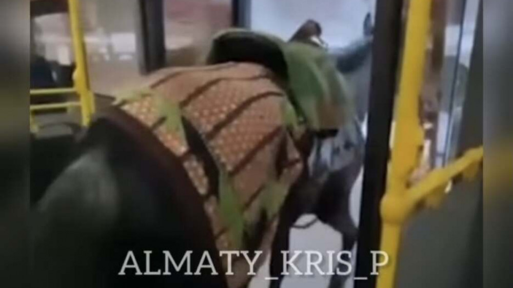 Перевозившего в автобусе лошадь мужчину оштрафовали в Алматы