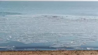 Экологический скандал разгорается на берегу Балхаша