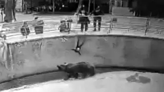 Женщину, бросившую дочь к медведю, признали психически больной в Ташкенте