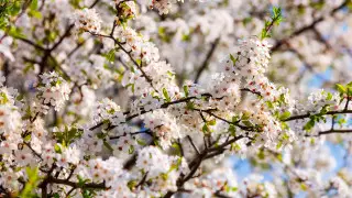 "Казахстанцы почувствуют настоящую весну": прогноз погоды на 3 дня