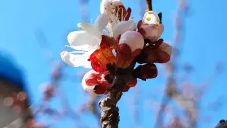 "Настоящая весна". Снимками цветения делятся алматинцы