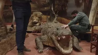 Партию чучел животных из Красной книги на 30 миллионов долларов изъяли в Испании