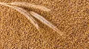 Дефицита зерна в Казахстане нет - Минсельхоз