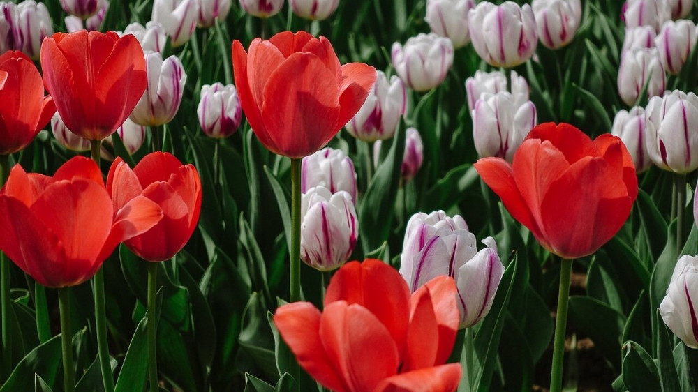 Шымкент, где распустились сотни тысяч тюльпанов, сравнили с Голландией