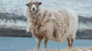 Конкурс красоты "Овца-2022" отменили в Талдыкоргане