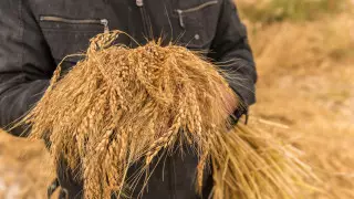 Минсельхоз вводит ограничение на экспорт зерна и муки