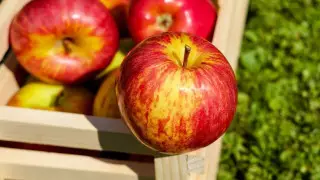 Эволюцию алматинского апорта проследили ученые в Канаде