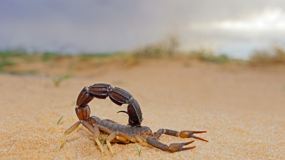 Нашествие скорпионов напугало жителей Атырауской области