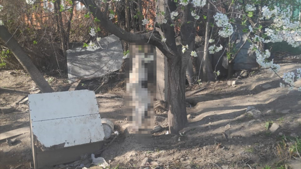 Собаку зверски убили и повесили на дереве в Алматинской области