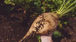 Казахстан обеспечивает себя сахаром лишь на 7 процентов - глава МСХ