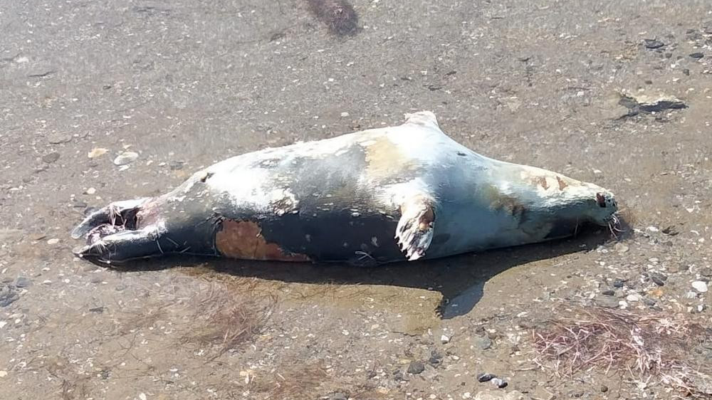 Мертвых тюленей обнаружил на побережье Каспия житель Актау