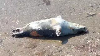 Мертвых тюленей обнаружил на побережье Каспия житель Актау