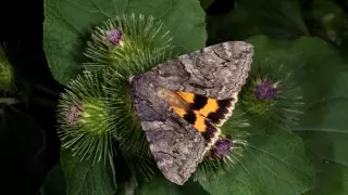 Ученый раскрыл подробности открытия нового вида бабочки в Казахстане