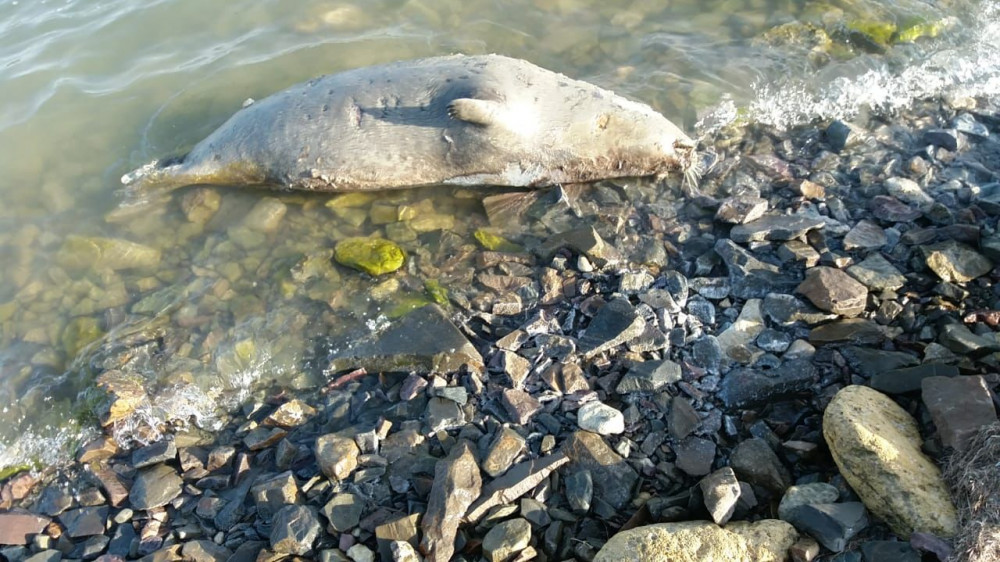 Массовая гибель тюленей произошла на Каспии