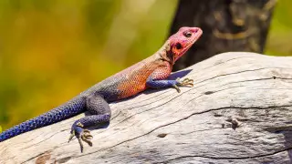 Каждая пятая рептилия находится под угрозой исчезновения - ученые