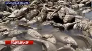 Тонны мертвых воблы и леща обнаружили в Атырауской области