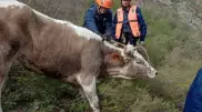 Спасатели в ВКО помогли корове спуститься со скалы