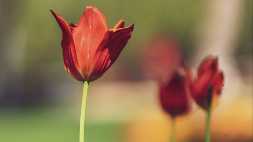 Поля краснокнижных тюльпанов показали сотрудники Наурзумского заповедника