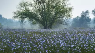 "Небо под ногами". Фотограф поразил Сеть снимками цветущего льна близ Алматы