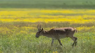 Нужно ли разрешать охоту на сайгаков в Казахстане