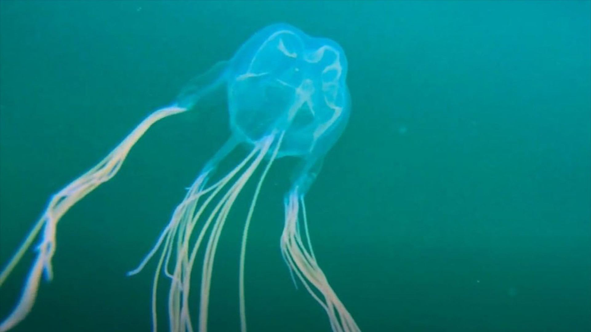 ядовитые медузы австралии