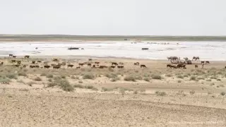 В каких регионах Казахстана ожидается сильная засуха