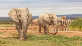 Около 60 человек за год убили слоны в Зимбабве