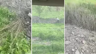 Видео с выброшенными на обочину саженцами проверили в Алматы