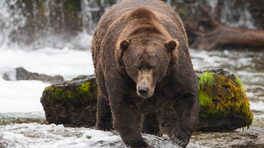 Ветеран войны США умер от нападения медведя на Аляске