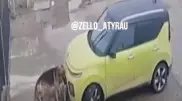 Собаки "разобрали" машину в Атырау