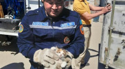Спасатели помогли котенку в Актау