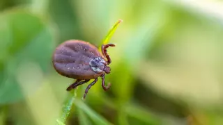 Стоит ли бояться клещей на природе, рассказал путешественник из Алматы