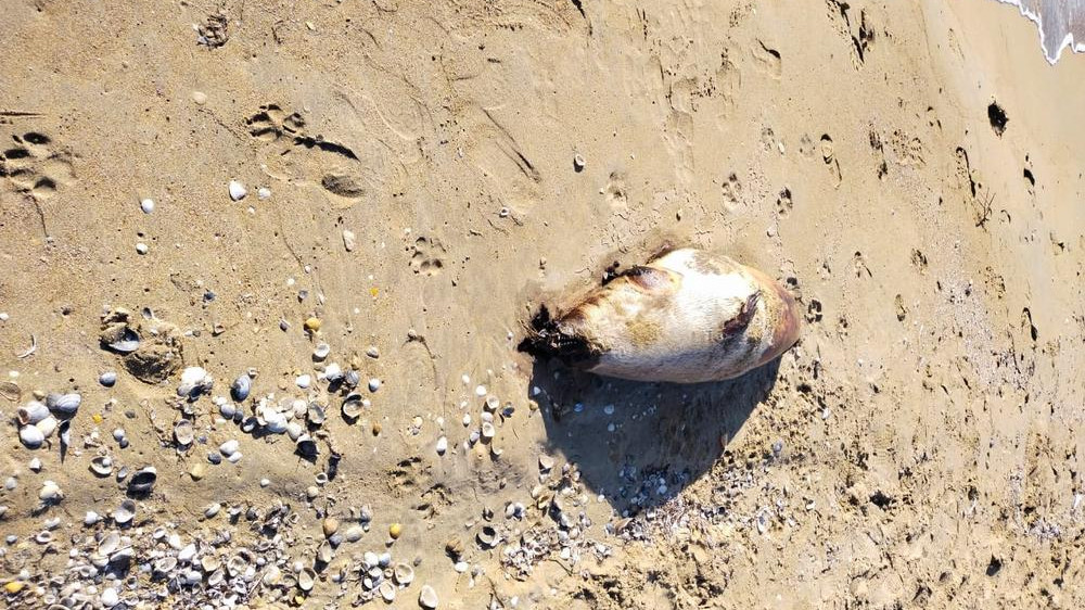 Еще несколько мертвых тюленей нашли на берегу Каспия