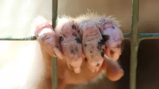 Врач назвал условие заражения оспой обезьян