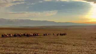 Пропавшего в прошлом году гражданина Узбекистана нашли мертвым в степи в Казахстане