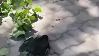 Ветки с гнездом и птенцами спилили в Караганде