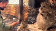 "Самого крутого в мире" маленького кенгуру сняли на видео