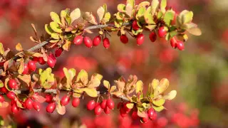 Ученые нашли растения, подавляющие рост раковых клеток в организме