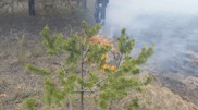 В Семее продолжается борьба с лесным пожаром