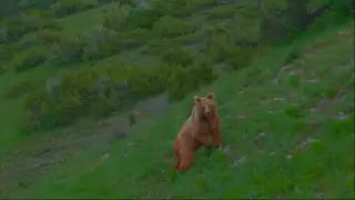 Красивое видео с медведем сняли в Туркестанской области