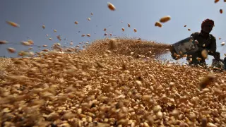 Глава ВТО предупредила о продолжении продовольственного кризиса