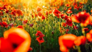 35-градусная жара и сильные дожди: погода на выходные в Казахстане