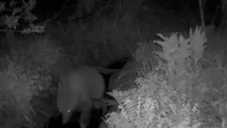 Видео из заповедника в ВКО: бурый медведь добыл ужин себе и завтрак для птиц