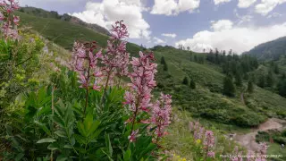 Сырьевые запасы лекарственных растений истощаются - министр экологии