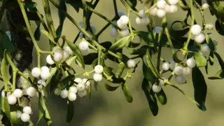 Секрет создания биологического суперклея раскрыли ученые