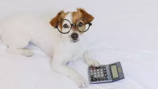 Ученые смогут узнать, о чем думают собаки