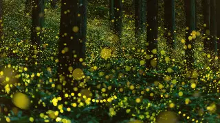 Ученые планируют обучить роботов коммуникации на примере светлячков